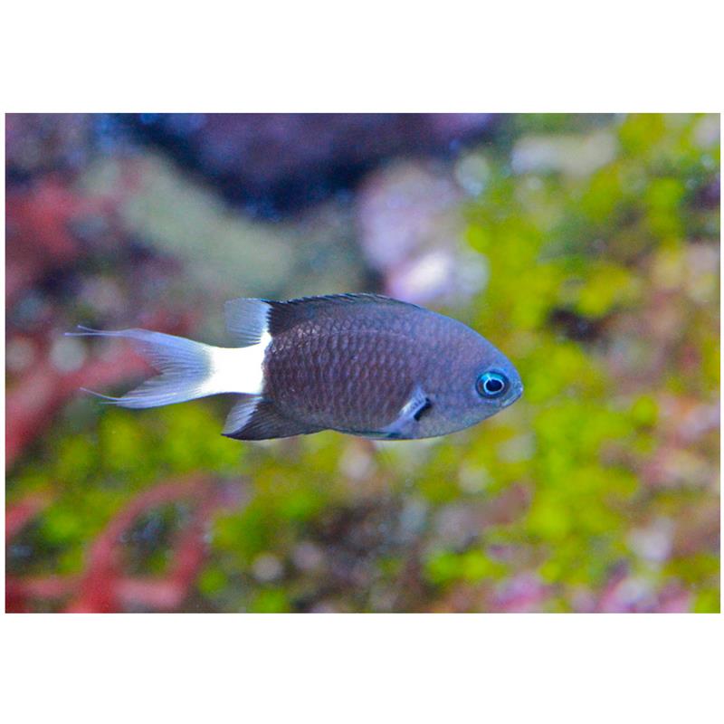 Chromis margaritifer - imagine 4